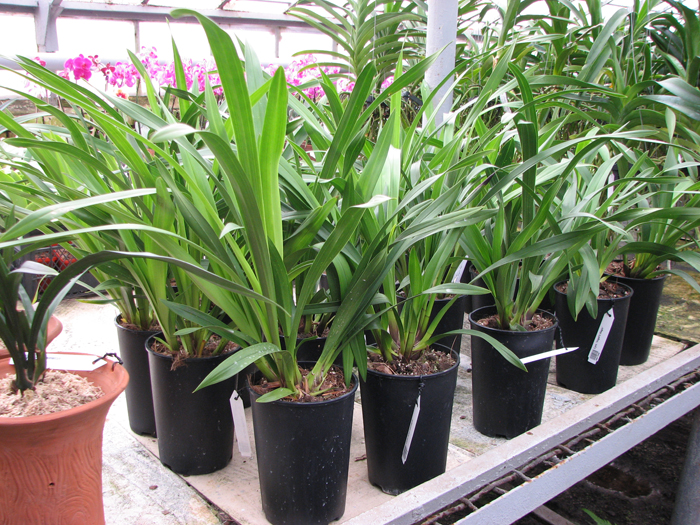 Cymbidium Kiwi Midnight.jpg