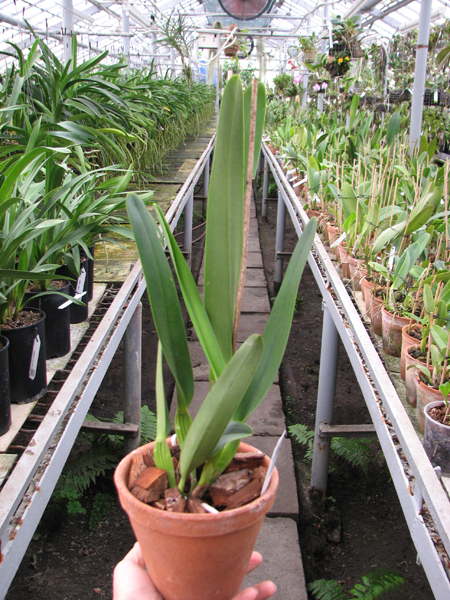 Laelia purpurata (Anelata 'Adams' x Anelata).jpg