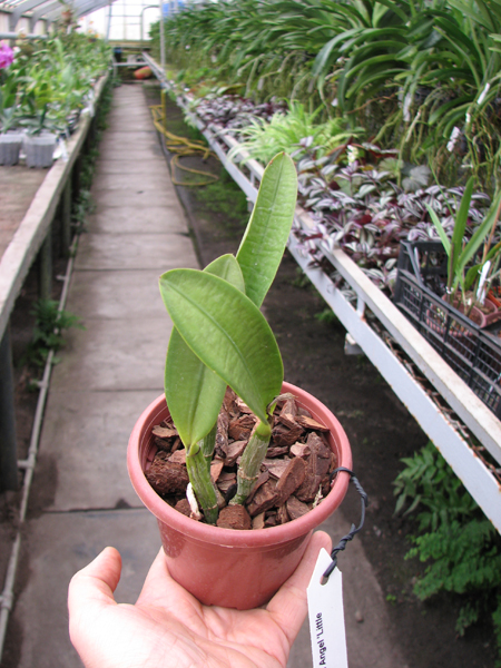Laeliocattleya Hwa Yuan Angel 'Little Beauty'.jpg