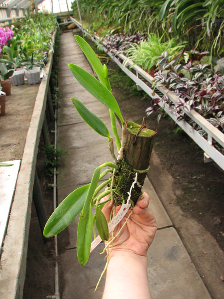 Laelia praestans 'Black Lip' XXX x Laelia praestans 'Daniel' XXX.jpg