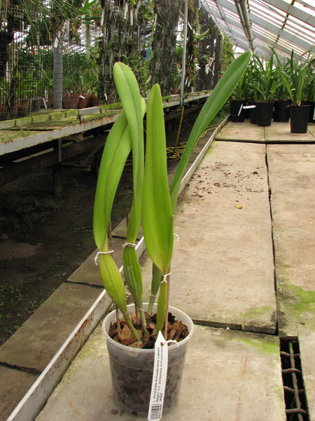 Laelia purpurata schusteriana 'Labelo Negro' x Laelia purpurata schusteriana 'AWZ'.jpg