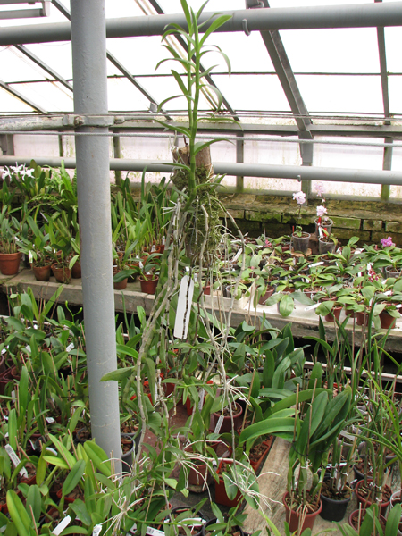 Dendrobium aphyllum.jpg