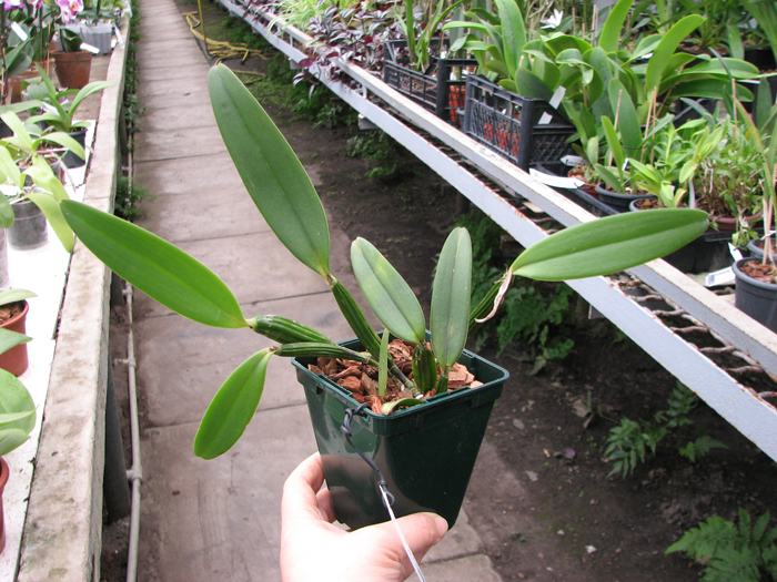 Cattleya luteola.jpg