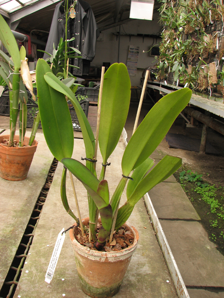 Potinara Mitsuo Akatsuka 'Volcano Queen'.jpg