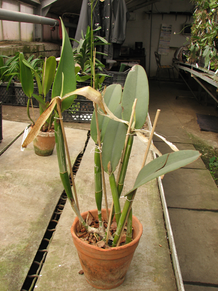 Cattleya maxima.jpg