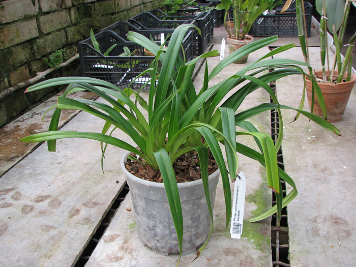 Phragmipedium czerwiakowianum x kovachii.jpg