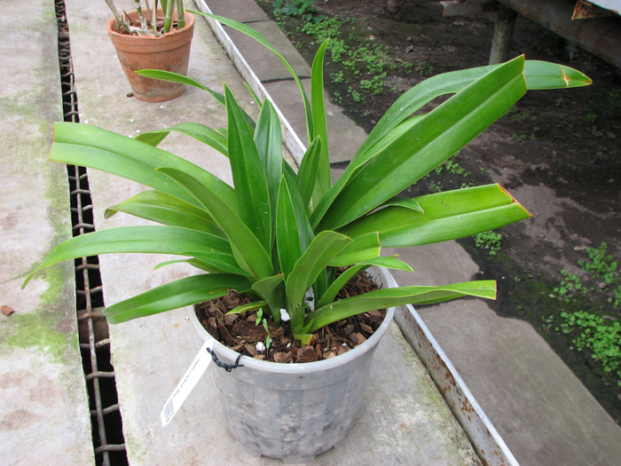 Phragmipedium kovachii x wallisii.jpg