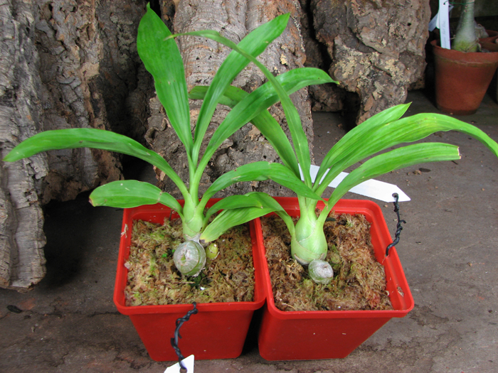 Monnierara Millenninum Magic 'Witchcraft'.jpg