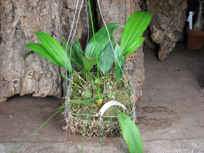 Stanhopea tigrina.jpg
