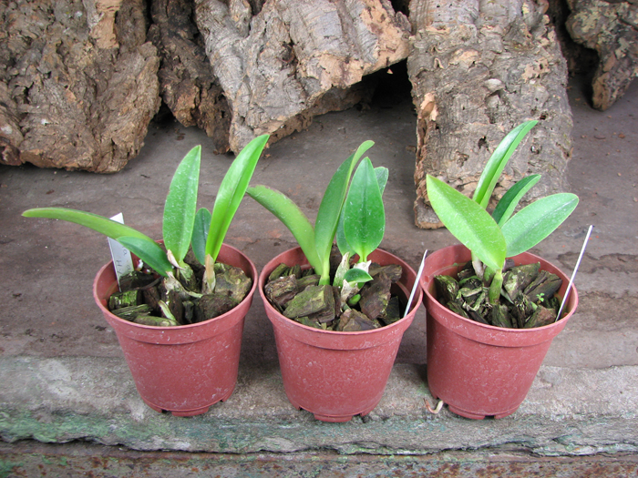 Laelia alaori x praestans.jpg