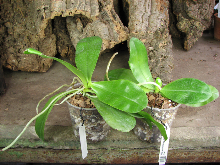 Phalaenopsis amboinensis red spot type.jpg