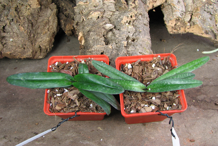 Paphiopedilum leucochilum.jpg