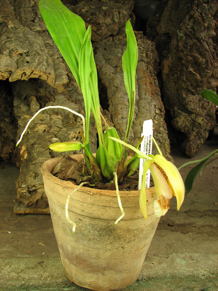 Coelogyne speciosa.jpg