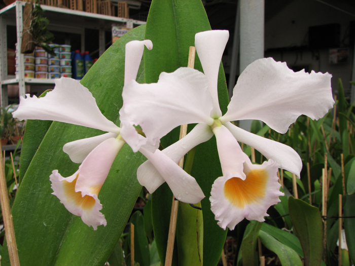 Cattleya schroederae.jpg