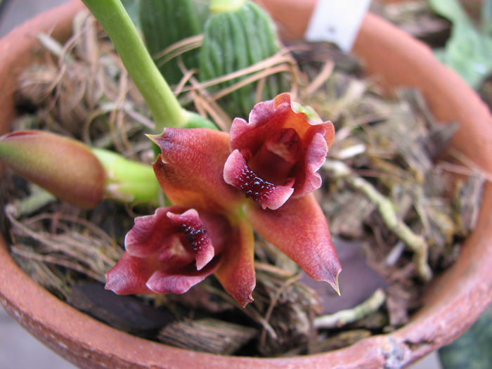 Maxillaria desvauxiana.jpg