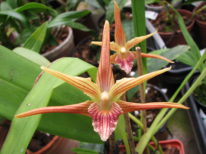 Maxillaria Sangai (Maxillaria Pulla x Maxillaria Striata).jpg