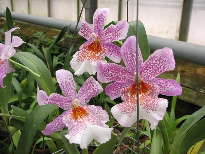 Odontonia Papageno 'Mi Amour'.jpg