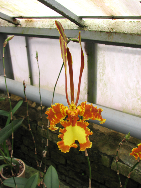 Psychopsis Kalihii 'Big'.jpg