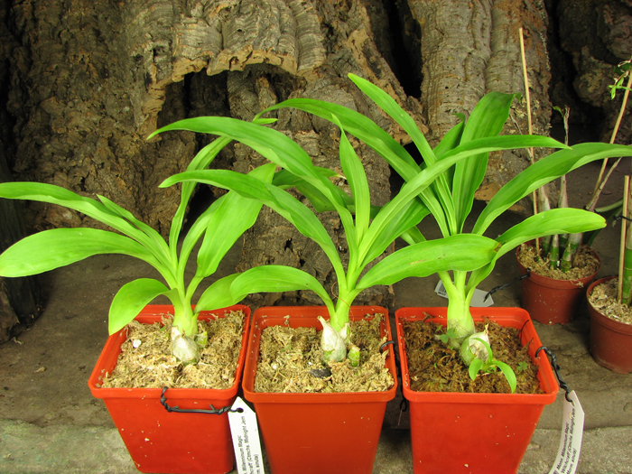 Monnierara Millenninum Magic 'Witchcraft'.jpg