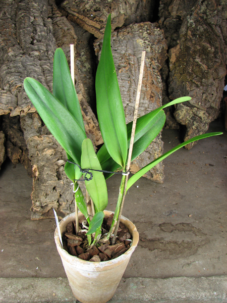 Laelia purpurata (Anelata 'Adams' x Anelata).jpg