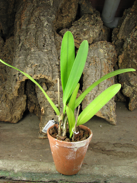 Laelia purpurata argolao x sib.jpg