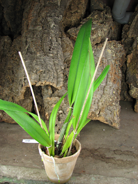 Laelia purpurata roxo-violeta x self.jpg