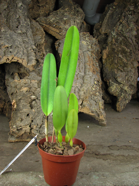 Laelia purpurata werkhauseri striata x SELF.jpg