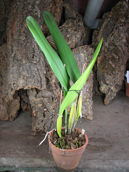 Laelia purpurata werkhauseri.jpg