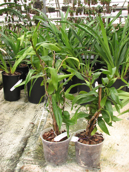 Dendrobium Dawn Marie.jpg