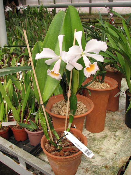 Cattleya schroederae.jpg