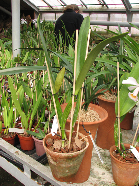 Cattleya mendelii.jpg