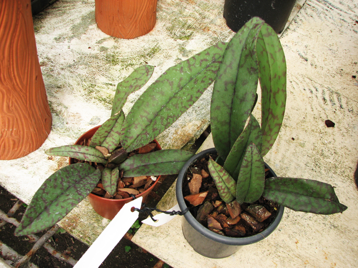 Psychopsis Mendenhall 'Hildos'.jpg