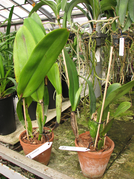 Cattleya schroederae.jpg