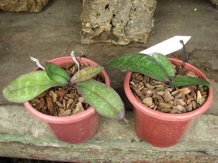 Phalaenopsis stuartiana yellow x sib.jpg