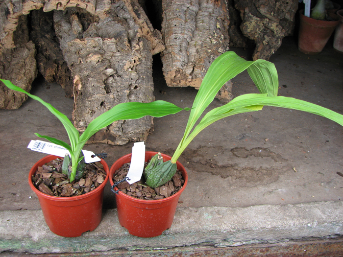 Lycaste aromatica.jpg