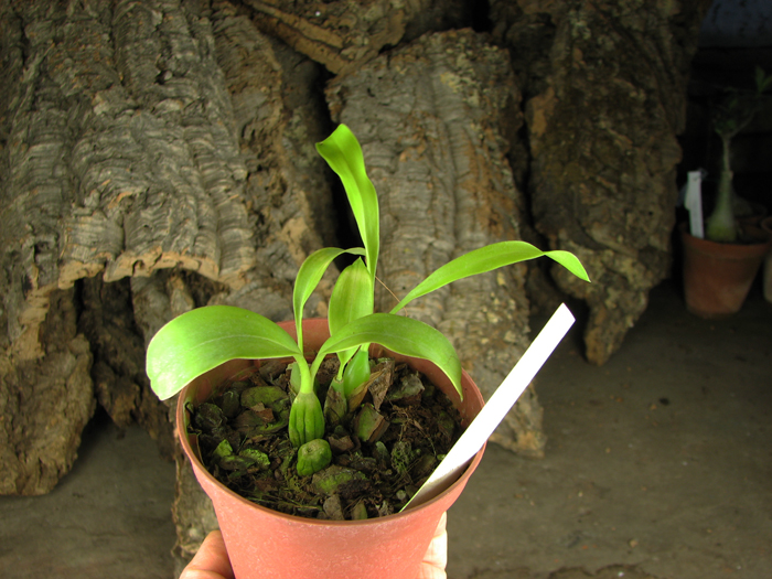 Coelogyne barbata.jpg