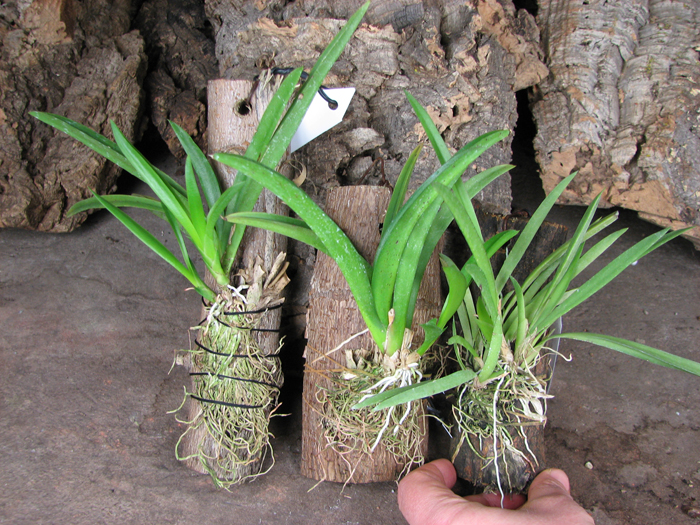 Oncidium (Tolumnia) hybrids.jpg
