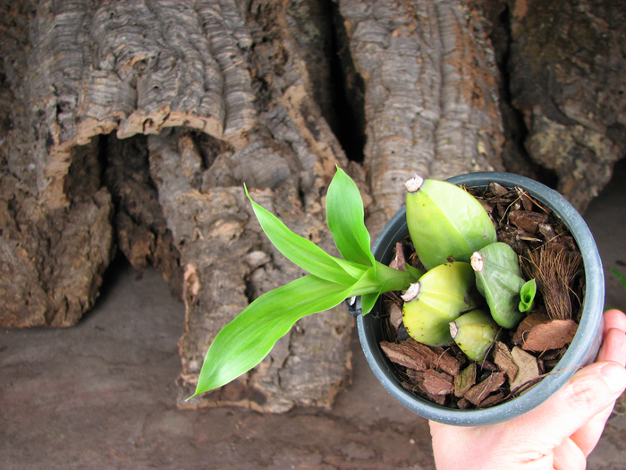Lycaste deppei.jpg