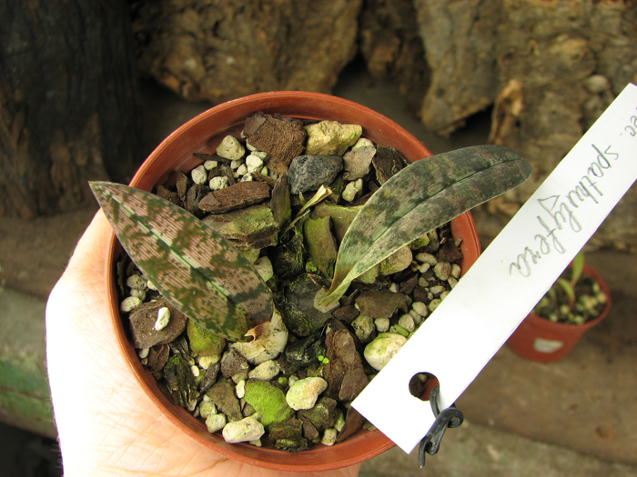 Oeceoclades spathulifera.jpg