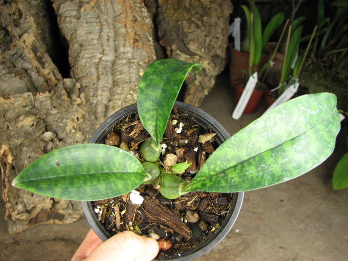 Oeceoclades maculata.jpg