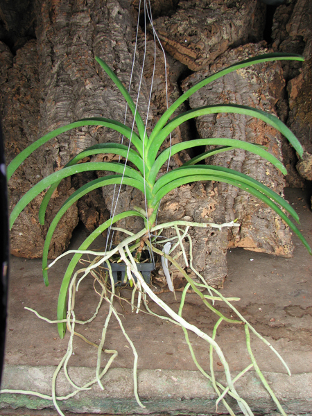 Vanda Chaiya x Vanda Sankamphaeng.jpg