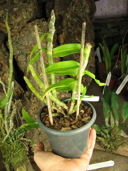 Dendrobium cretaceum.jpg