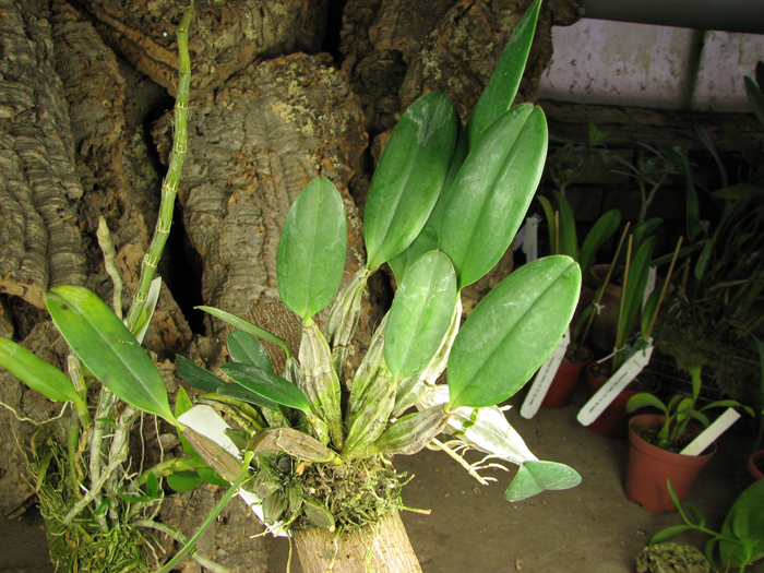 Dendrobium lindleyi.jpg