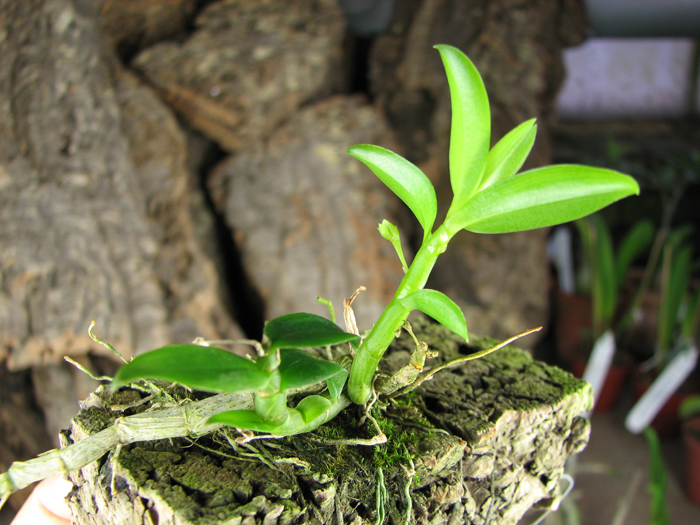 Dendrobium oligophyllum.jpg