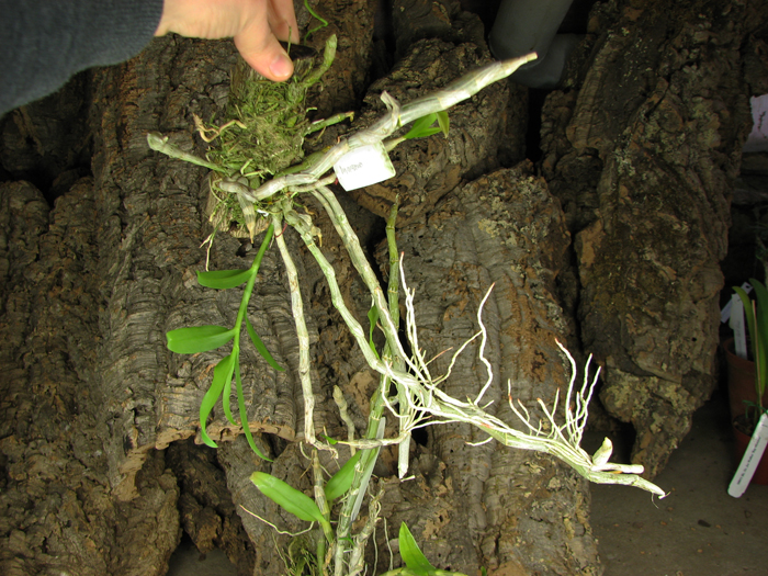 Dendrobium anosmum.jpg