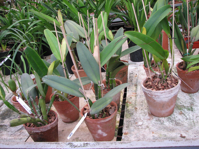 Cattleya maxima.jpg