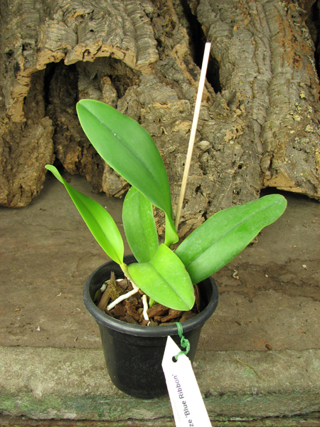 Cattleya Sea Breeze 'Blue Ribbon'.jpg