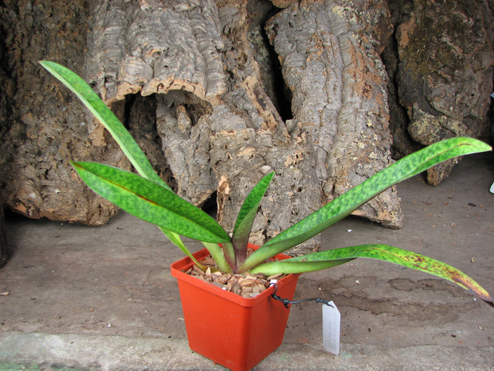 Paphiopedilum Dark Spell 'Ruby' x Paphiopedilum St Swithin 'Swallow'.jpg