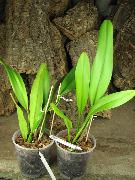 Brassolaeliocattleya Taiwan Ruby 'Taiyoung #6'.jpg