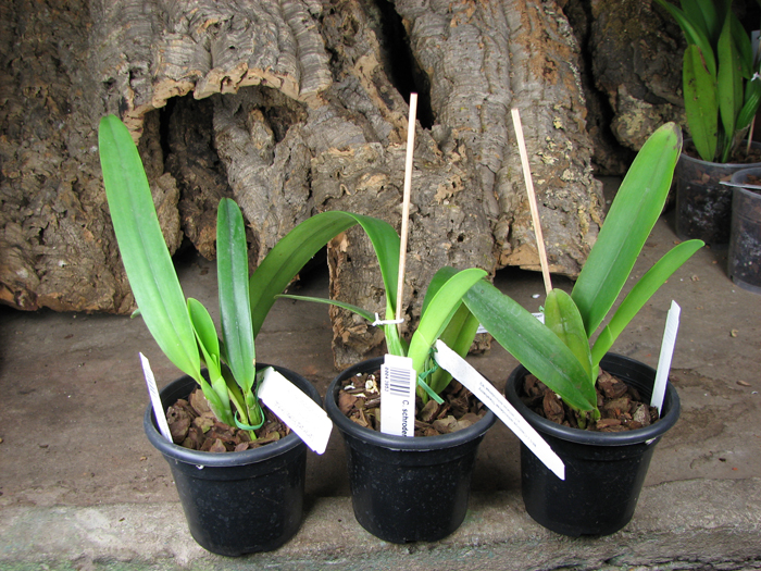 Cattleya schroderae 'Newberry' x '#2'.jpg